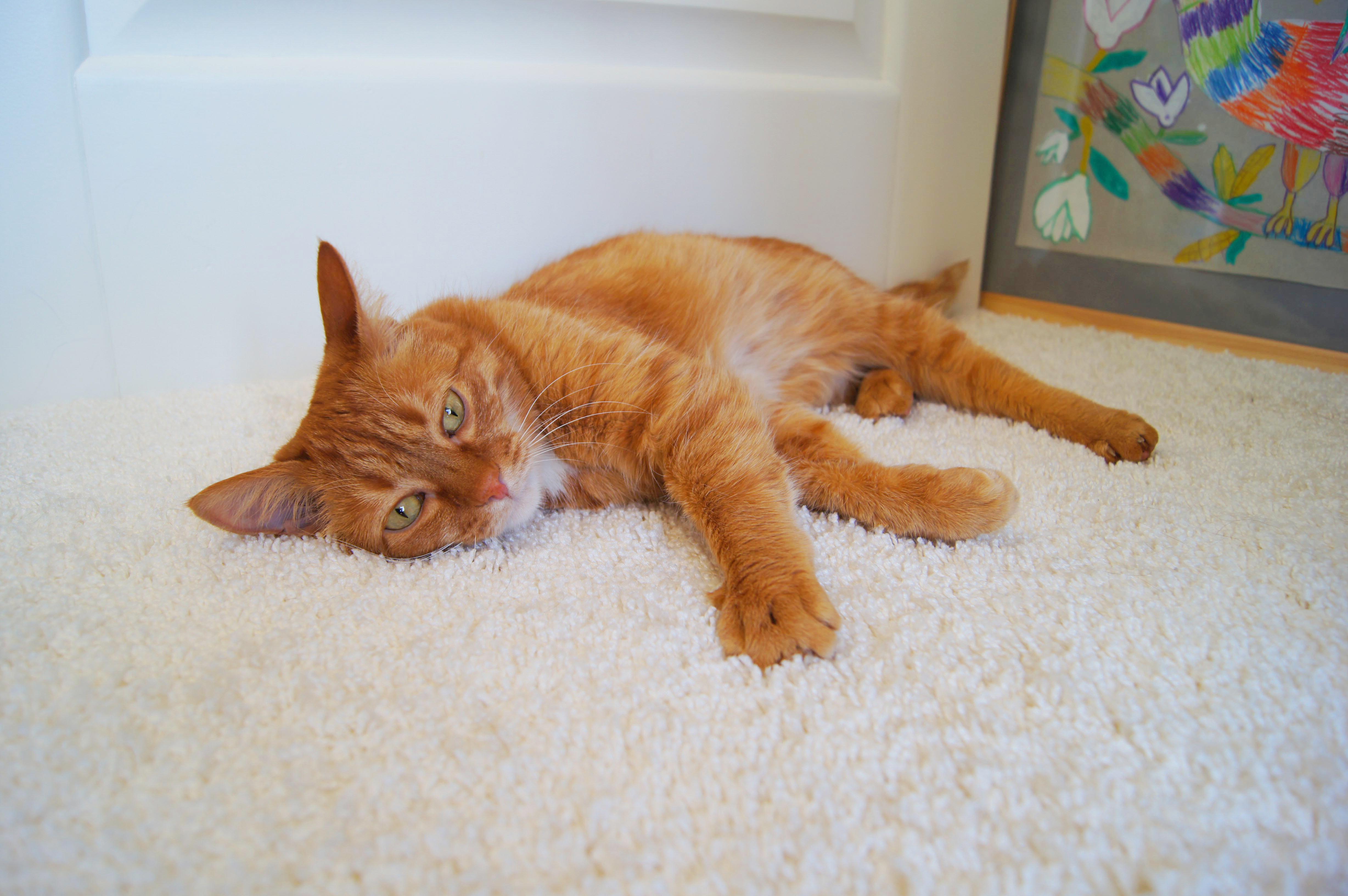 Ковролин "Зартекс" Amarena 140 бежевый (4м) — купить в Волгодонске